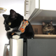 Sirius and his big brother Jasper sulking because they can’t have any milk